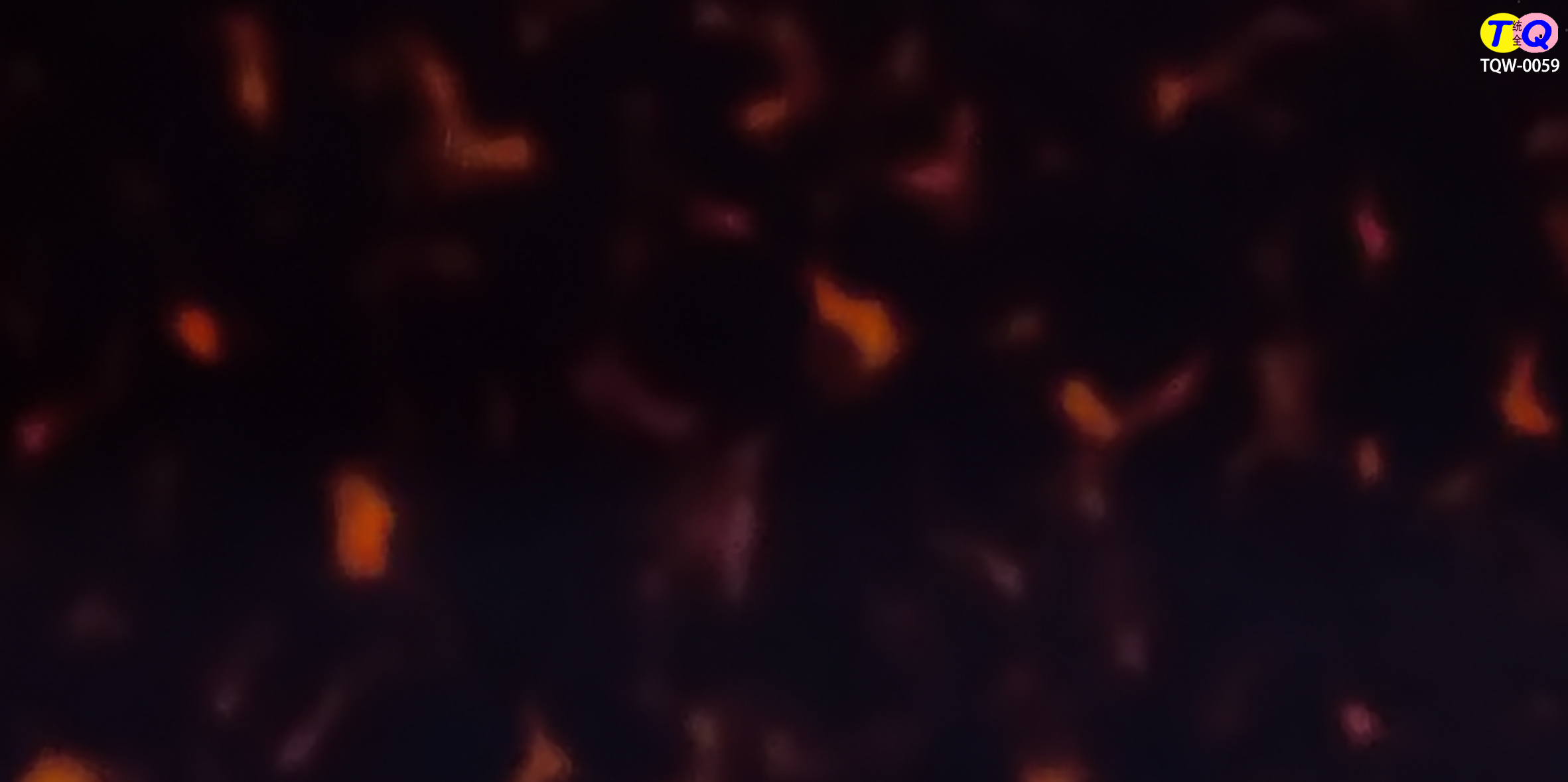 TQW-0059