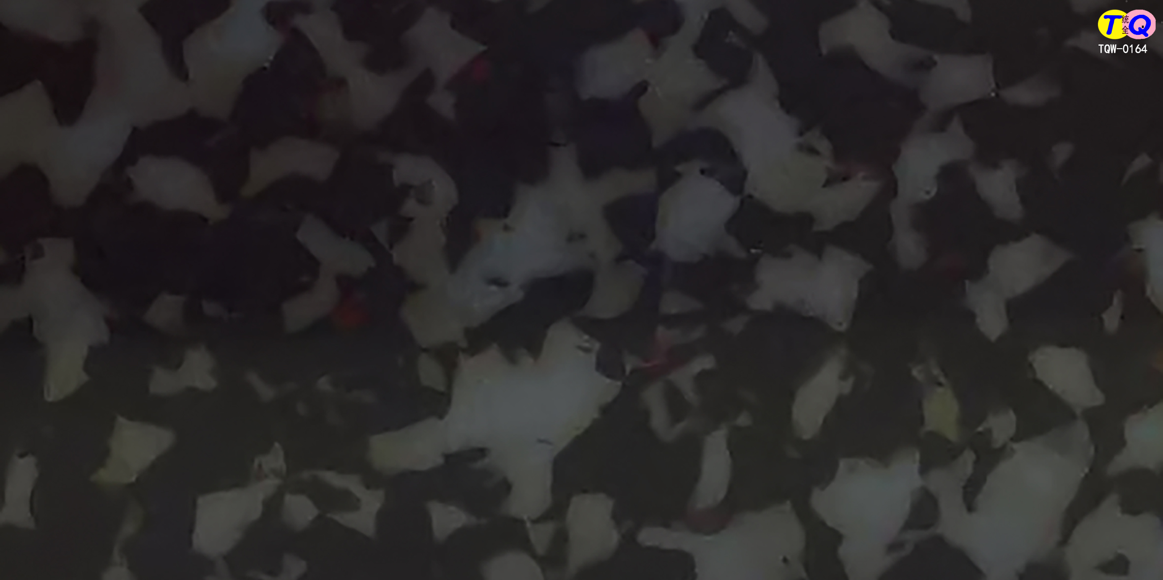 TQW-0164